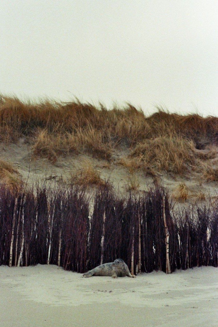 Film photograph: a seal resting on the sand in front of dune fencing and marram grass