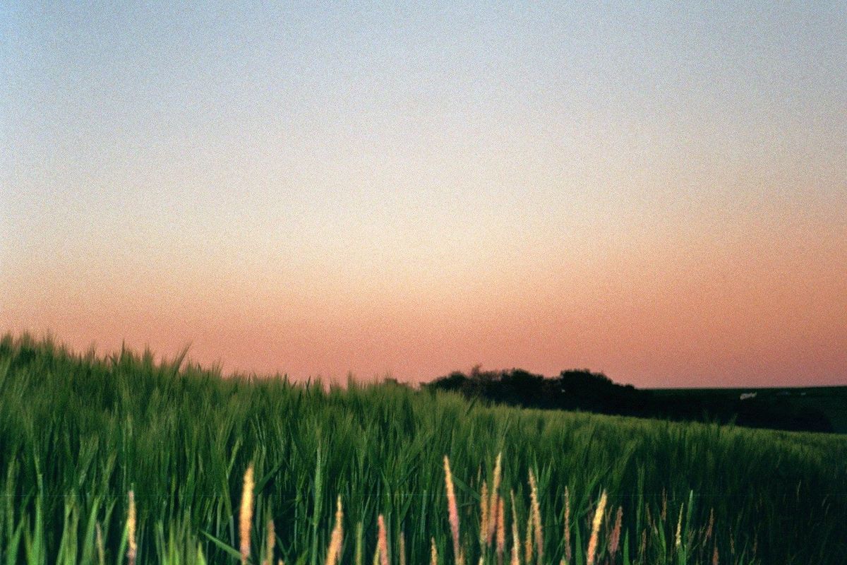 Film photograph: a green wheat field under a pink and blue dusk sky